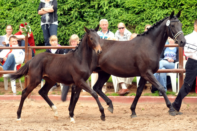 Trakehner Stutfohlen von Exclusiv x Bethel xx, Foto: Beate Langels, Trakehner Gestt Hmelschenburg