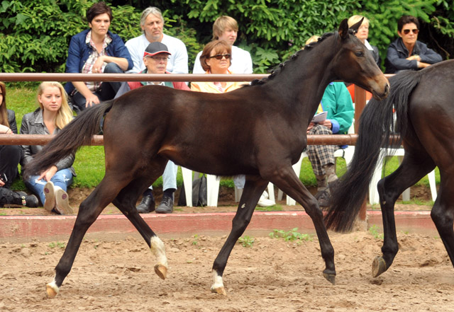 Trakehner Stutfohlen von Exclusiv x Bethel xx, Foto: Beate Langels, Trakehner Gestt Hmelschenburg