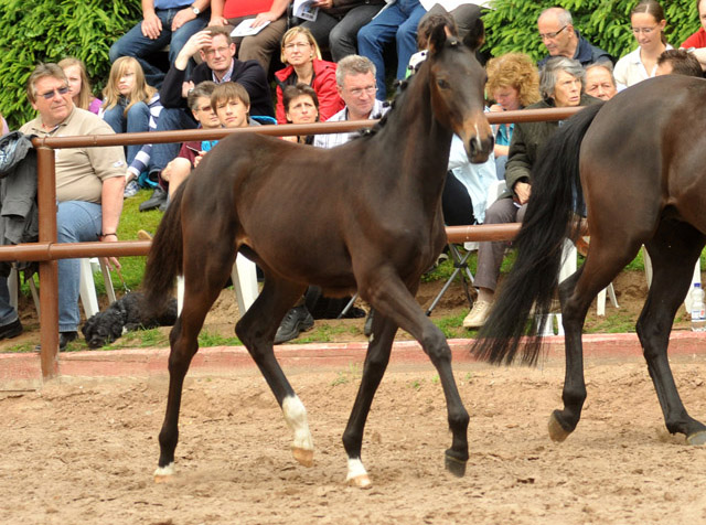 Trakehner Stutfohlen von Exclusiv x Bethel xx, Foto: Beate Langels, Trakehner Gestt Hmelschenburg