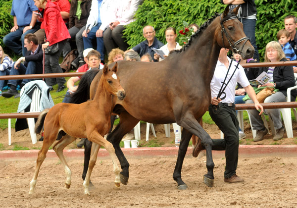 17. Juni 2012: Trakehner Hengstfohlen von Exclusiv u.d. Pr.St. Ava v. Freudenfest, Zchter: Jutta Arens, Aerzen