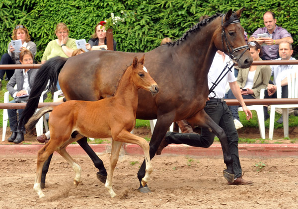 17. Juni 2012: Trakehner Hengstfohlen von Exclusiv u.d. Pr.St. Ava v. Freudenfest, Zchter: Jutta Arens, Aerzen