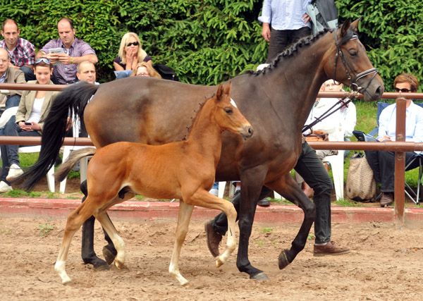 17. Juni 2012: Trakehner Hengstfohlen von Exclusiv u.d. Pr.St. Ava v. Freudenfest, Zchter: Jutta Arens, Aerzen