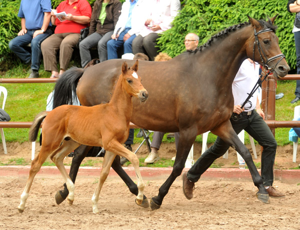 17. Juni 2012: Trakehner Hengstfohlen von Exclusiv u.d. Pr.St. Ava v. Freudenfest, Zchter: Jutta Arens, Aerzen