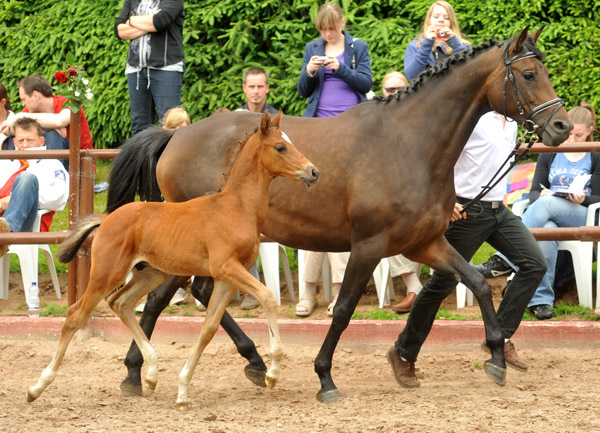 17. Juni 2012: Trakehner Hengstfohlen von Exclusiv u.d. Pr.St. Ava v. Freudenfest, Zchter: Jutta Arens, Aerzen