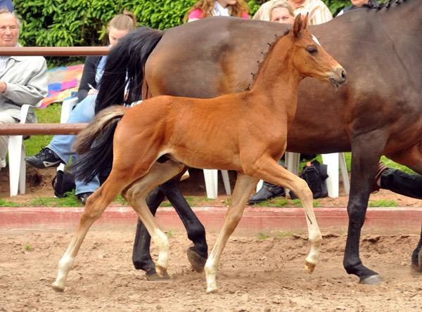 17. Juni 2012: Trakehner Hengstfohlen von Exclusiv u.d. Pr.St. Ava v. Freudenfest, Zchter: Jutta Arens, Aerzen