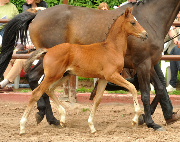 17. Juni 2012: Trakehner Hengstfohlen von Exclusiv u.d. Pr.St. Ava v. Freudenfest, Zchter: Jutta Arens, Aerzen