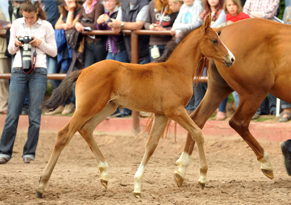 Trakehner Hengstfohlen von Exclusiv x Prognoz ox, Foto: Beate Langels, Trakehner Gestt Hmelschenburg