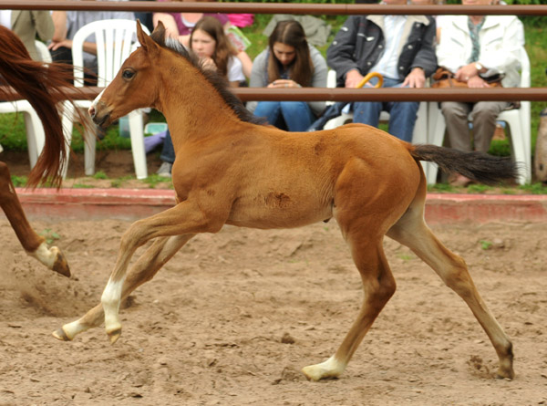 Trakehner Hengstfohlen von Exclusiv x Prognoz ox, Foto: Beate Langels, Trakehner Gestt Hmelschenburg