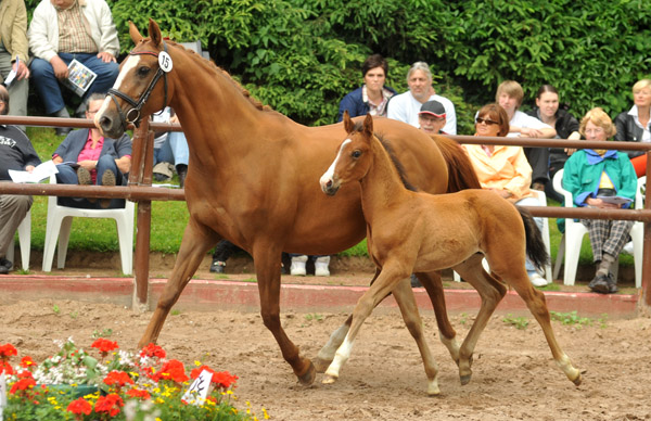 Trakehner Hengstfohlen von Exclusiv x Prognoz ox, Foto: Beate Langels, Trakehner Gestt Hmelschenburg