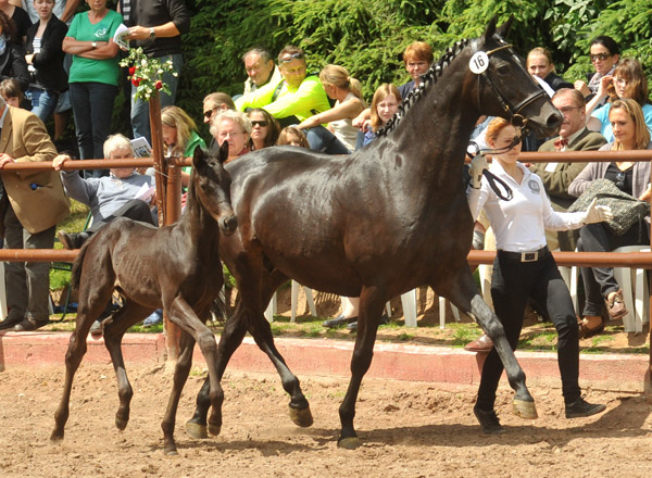 Trakehner Hengstfohlen von Exclusiv x Kostolany - Endring der Fohlenschau in Hmelschenburg - 17.05.2012 - Foto: Beate Langels - Trakehner Gestt Hmelschenburg