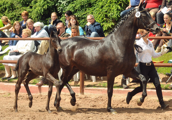 Trakehner Hengstfohlen von Exclusiv x Kostolany - Endring der Fohlenschau in Hmelschenburg - 17.05.2012 - Foto: Beate Langels - Trakehner Gestt Hmelschenburg