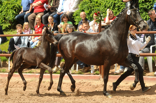 Trakehner Hengstfohlen von Exclusiv x Kostolany - Endring der Fohlenschau in Hmelschenburg - 17.05.2012 - Foto: Beate Langels - Trakehner Gestt Hmelschenburg