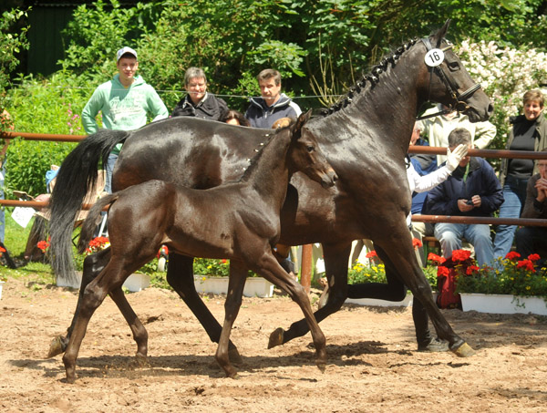 Trakehner Hengstfohlen von Exclusiv x Kostolany - Endring der Fohlenschau in Hmelschenburg - 17.05.2012 - Foto: Beate Langels - Trakehner Gestt Hmelschenburg