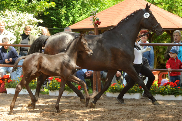 Trakehner Hengstfohlen von Exclusiv x Kostolany - Endring der Fohlenschau in Hmelschenburg - 17.05.2012 - Foto: Beate Langels - Trakehner Gestt Hmelschenburg