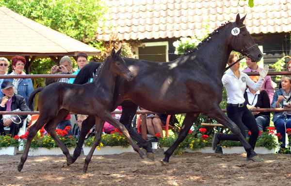 Trakehner Hengstfohlen von Exclusiv x Kostolany - Endring der Fohlenschau in Hmelschenburg - 17.05.2012 - Foto: Beate Langels - Trakehner Gestt Hmelschenburg