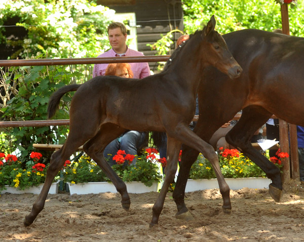 Trakehner Hengstfohlen von Exclusiv x Kostolany - Endring der Fohlenschau in Hmelschenburg - 17.05.2012 - Foto: Beate Langels - Trakehner Gestt Hmelschenburg