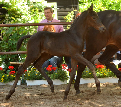 Trakehner Colt by Exclusiv x Kostolany - 17. June 2012 - Foto: Beate Langels - Trakehner Gestt Hmelschenburg