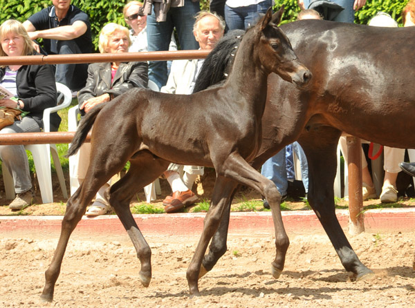 Trakehner Hengstfohlen von Exclusiv x Kostolany - Endring der Fohlenschau in Hmelschenburg - 17.05.2012 - Foto: Beate Langels - Trakehner Gestt Hmelschenburg