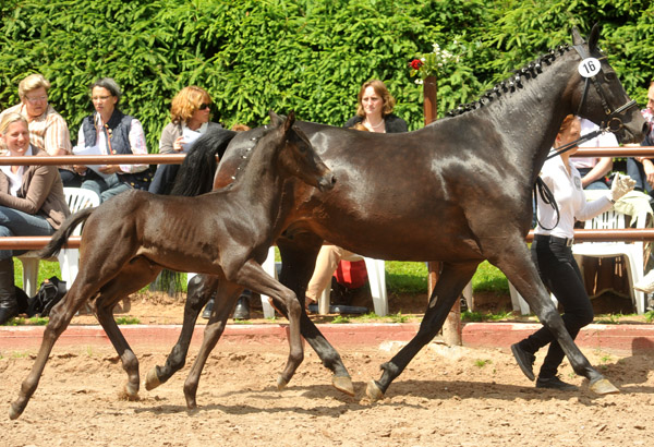 Trakehner Hengstfohlen von Exclusiv x Kostolany - Endring der Fohlenschau in Hmelschenburg - 17.05.2012 - Foto: Beate Langels - Trakehner Gestt Hmelschenburg