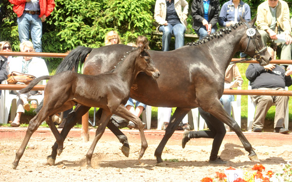 Trakehner Hengstfohlen von Exclusiv x Kostolany - Endring der Fohlenschau in Hmelschenburg - 17.05.2012 - Foto: Beate Langels - Trakehner Gestt Hmelschenburg