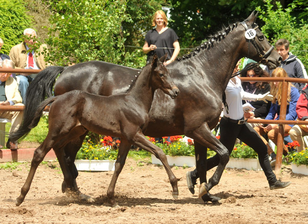 Trakehner Hengstfohlen von Exclusiv x Kostolany - Endring der Fohlenschau in Hmelschenburg - 17.05.2012 - Foto: Beate Langels - Trakehner Gestt Hmelschenburg