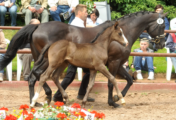 Trakehner Hengstfohlen von Exclusiv x Le Duc - Dmon ox, Foto: Beate Langels, Trakehner Gestt Hmelschenburg