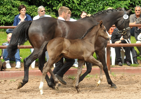 Trakehner Hengstfohlen von Exclusiv x Le Duc - Dmon ox, Foto: Beate Langels, Trakehner Gestt Hmelschenburg