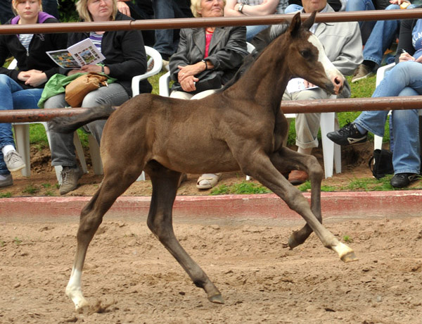 Trakehner Hengstfohlen von Exclusiv x Le Duc - Dmon ox, Foto: Beate Langels, Trakehner Gestt Hmelschenburg