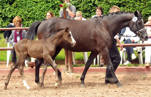 Trakehner Hengstfohlen von Exclusiv x Le Duc - Dmon ox, Foto: Beate Langels, Trakehner Gestt Hmelschenburg