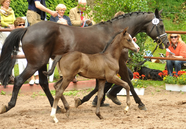 Trakehner Hengstfohlen von Exclusiv x Le Duc - Dmon ox, Foto: Beate Langels, Trakehner Gestt Hmelschenburg