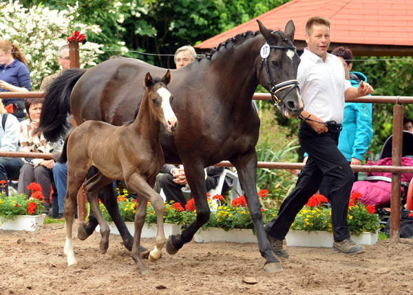 Trakehner Hengstfohlen von Exclusiv x Le Duc - Dmon ox, Foto: Beate Langels, Trakehner Gestt Hmelschenburg