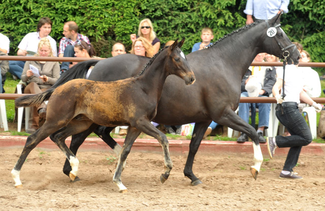  Trakehner Hengstfohlen von Summertime u.d. Thirica v. Enrico Caruso