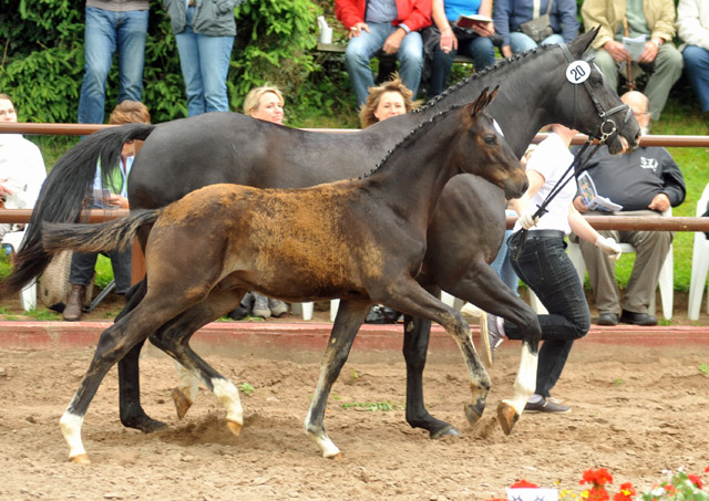  Trakehner Hengstfohlen von Summertime u.d. Thirica v. Enrico Caruso