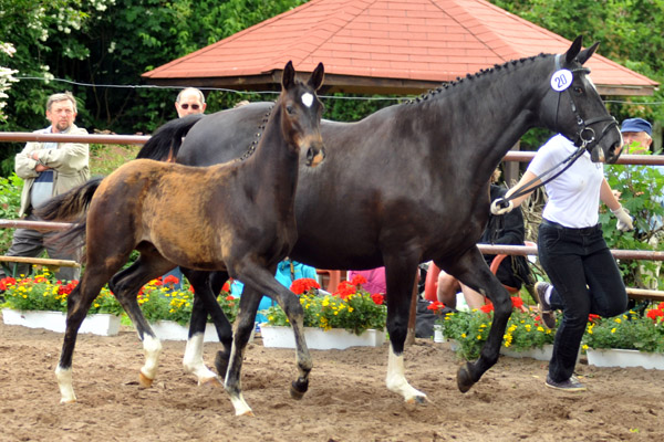  Trakehner Hengstfohlen von Summertime u.d. Thirica v. Enrico Caruso