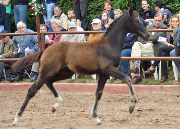 31.03.2012: Trakehner Rapphengst von Saint Cyr u.d. Rubina v. Tycoon - Foto: Beate Langels - Trakehner Gestt Hmelschenburg