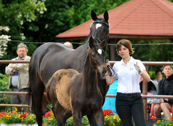  Trakehner Hengstfohlen von Summertime u.d. Thirica v. Enrico Caruso - vorgefhrt von Kim Rochel