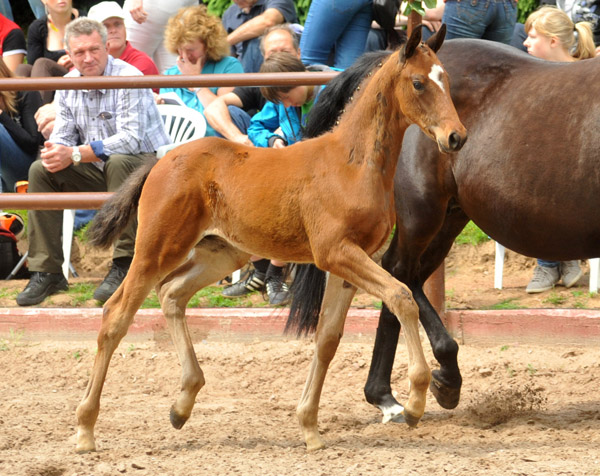 Trakehner Hengstfohlen von Summertime u.d. Elitestute Schwalbenspiel v. Exclusiv, Foto: Beate Langels, Trakehner Gestt Hmelschenburg