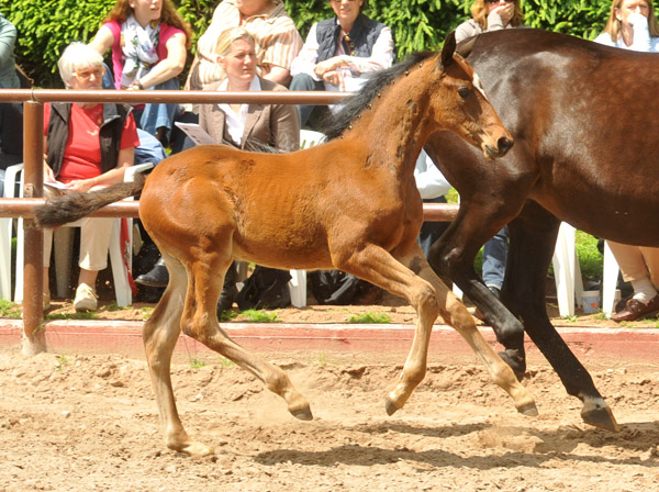 Trakehner Hengstfohlen von Summertime u.d. Elitestute Schwalbenspiel v. Exclusiv, Foto: Beate Langels, Trakehner Gestt Hmelschenburg