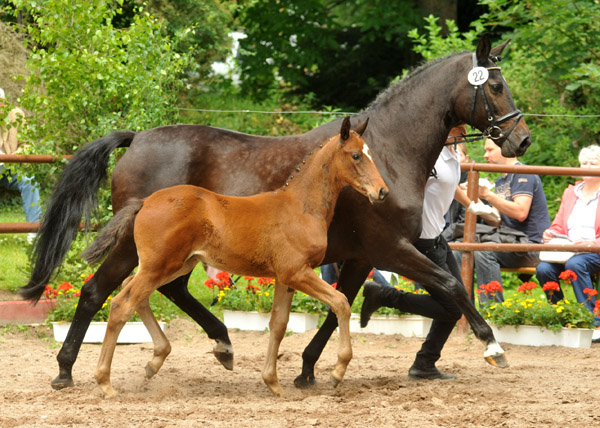 Trakehner Hengstfohlen von Summertime u.d. Elitestute Schwalbenspiel v. Exclusiv, Foto: Beate Langels, Trakehner Gestt Hmelschenburg