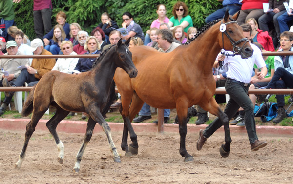 31.03.2012: Trakehner Rapphengst von Saint Cyr u.d. Rubina v. Tycoon - Foto: Beate Langels - Trakehner Gestt Hmelschenburg