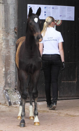  Trakehner Hengstfohlen von Summertime u.d. Thirica v. Enrico Caruso - Foto: Dieter Habert