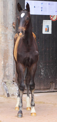  Trakehner Hengstfohlen von Summertime u.d. Thirica v. Enrico Caruso - Foto: Dieter Habert