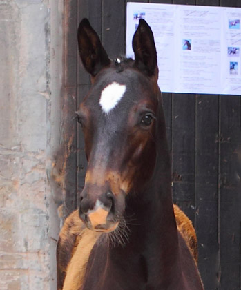  Trakehner Hengstfohlen von Summertime u.d. Thirica v. Enrico Caruso - Foto: Dieter Habert