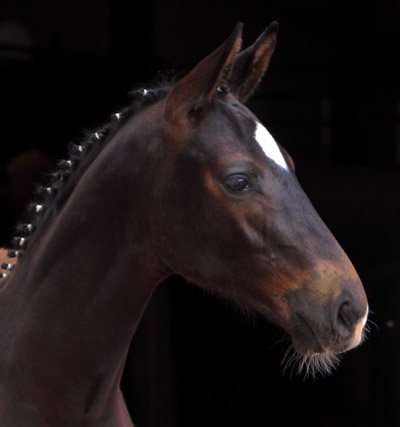  Trakehner Hengstfohlen von Summertime u.d. Thirica v. Enrico Caruso - Foto: Dieter Habert