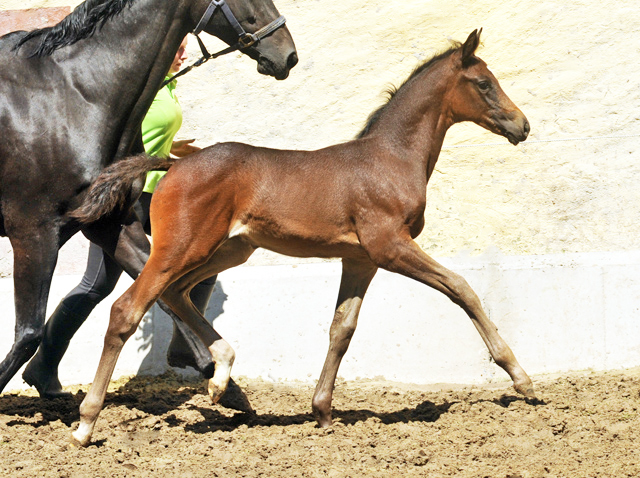 Stutfohlen von Saint Cyr u.d. Little Love xx - Foto: Beate Langels