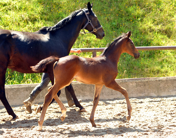 Stutfohlen von Saint Cyr u.d. Little Love xx - Foto: Beate Langels