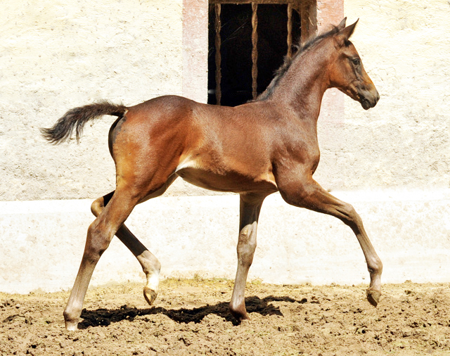 Stutfohlen von Saint Cyr u.d. Little Love xx - Foto: Beate Langels