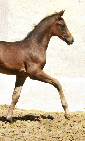 Stutfohlen von Saint Cyr u.d. Little Love xx - Foto: Beate Langels