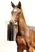 Stutfohlen von Saint Cyr u.d. Little Love xx - Foto Beate Langels- Trakehner Gestt Hmelschenburg