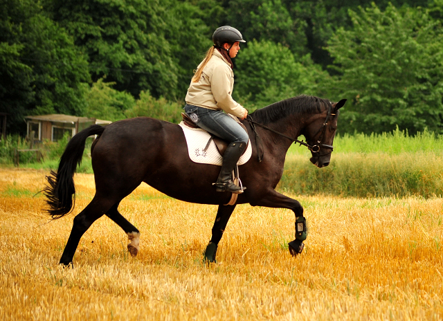 17. Juli 2016 - Trakehner Gestt  Hmelschenburg - Beate Langels